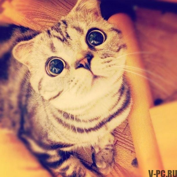 Shishi-Maru-terkenal-kucing-di-Instagram-005