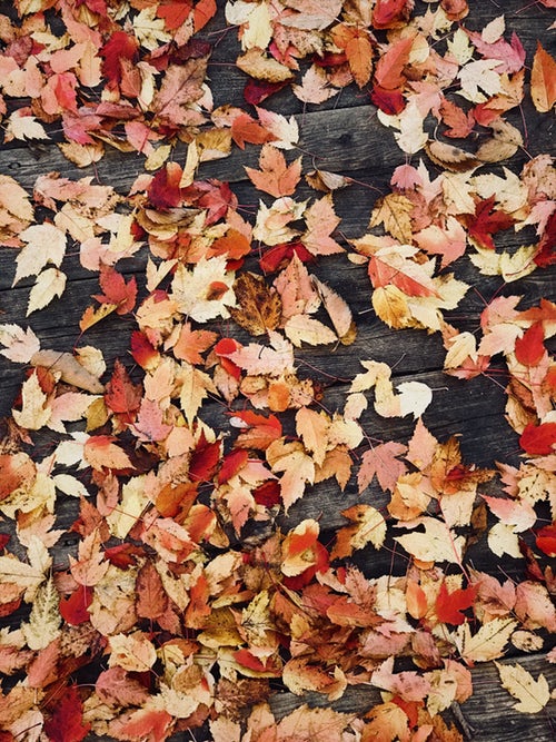 ide foto musim gugur untuk instagram - daun