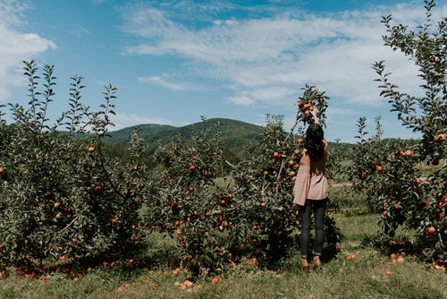ide foto musim gugur untuk instagram - girl picks apple