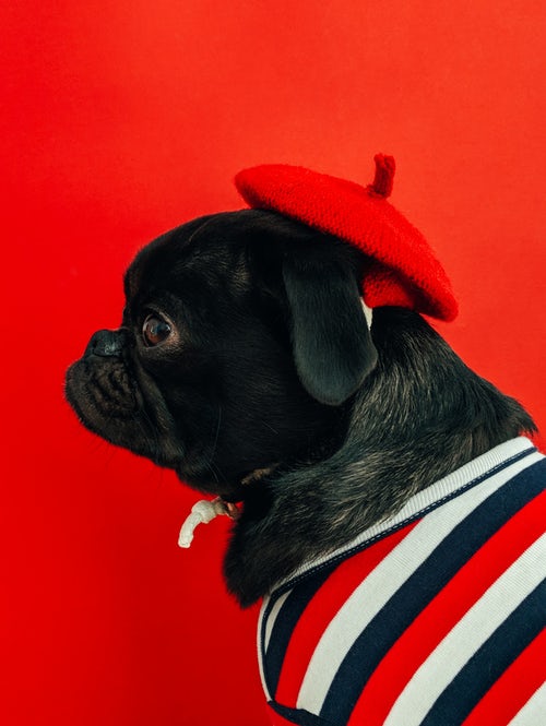 ide foto musim gugur untuk instagram - pesek dalam baret merah