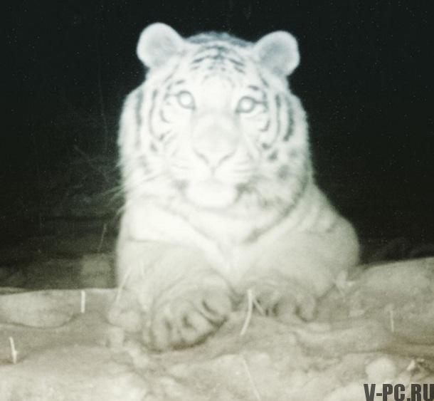 Harimau mengambil selfie